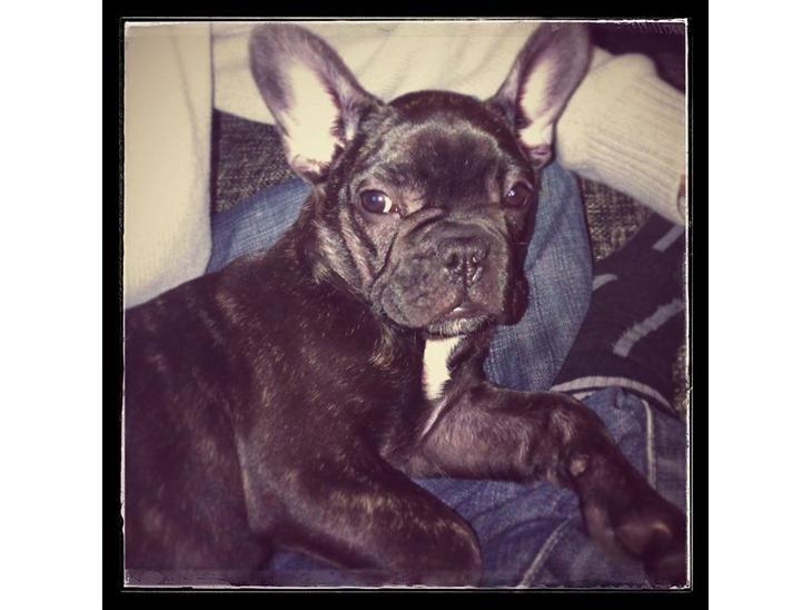 Fransk bulldog Kenzi billede 7