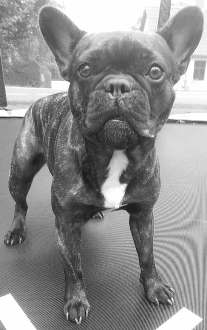 Fransk bulldog Kenzi billede 8