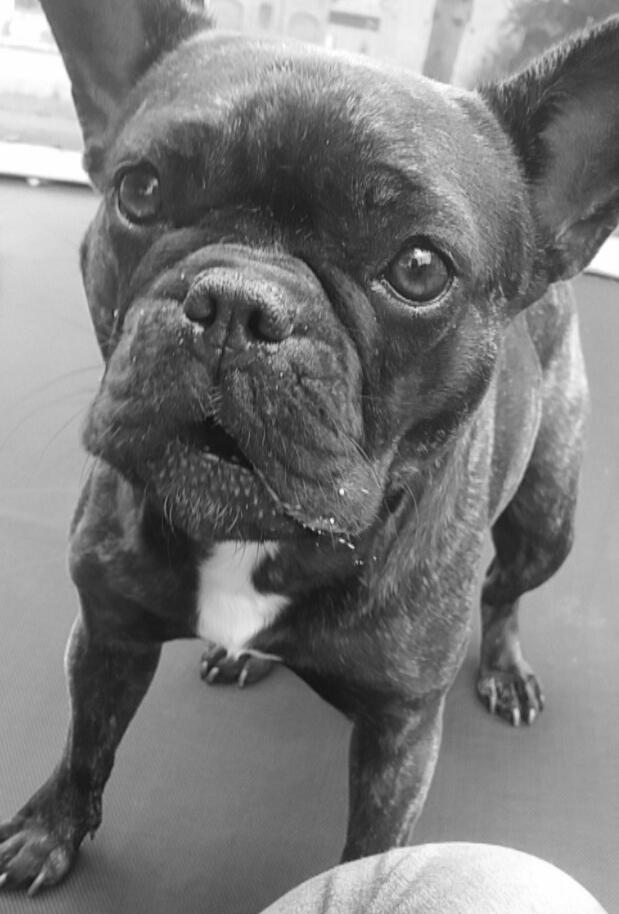 Fransk bulldog Kenzi billede 9