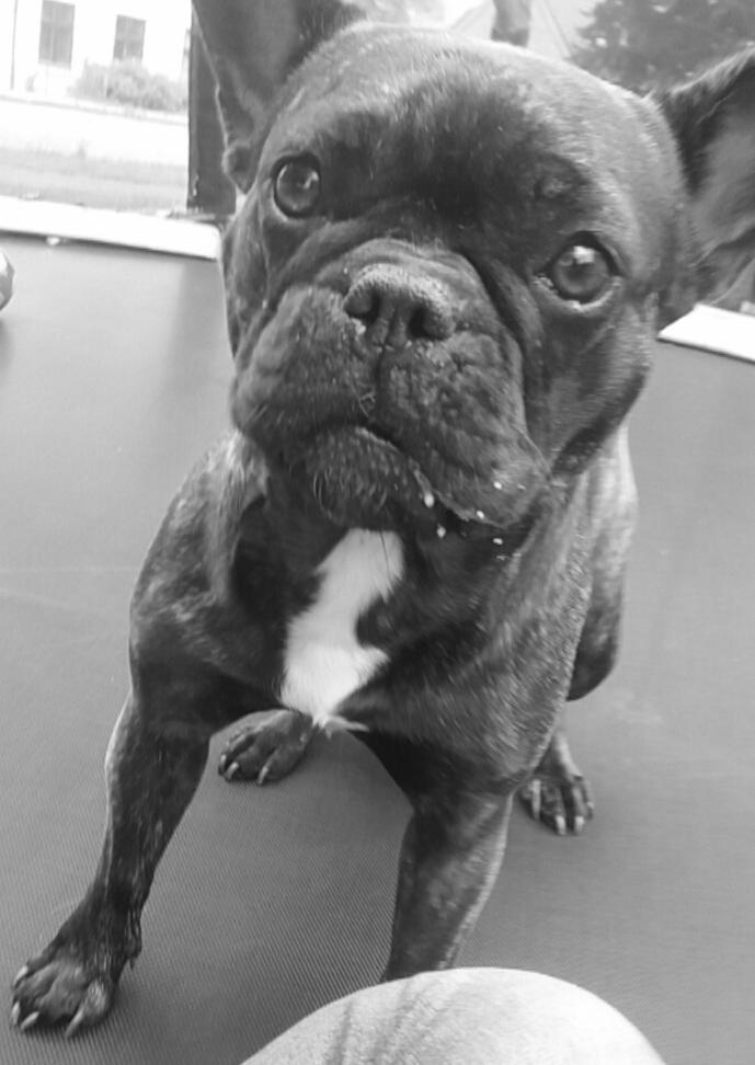 Fransk bulldog Kenzi billede 10