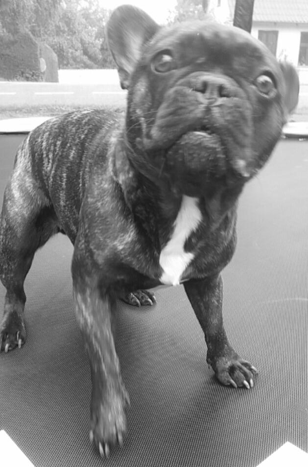 Fransk bulldog Kenzi billede 12