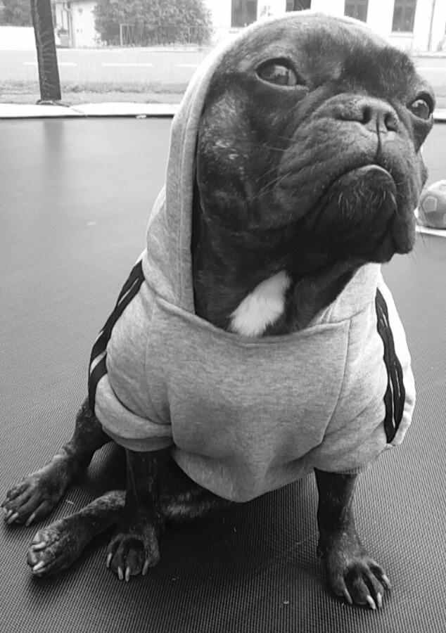 Fransk bulldog Kenzi billede 13