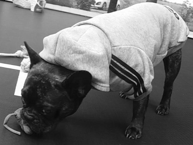 Fransk bulldog Kenzi billede 14