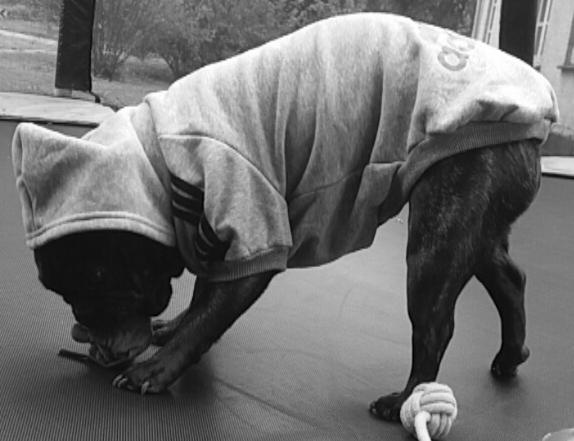 Fransk bulldog Kenzi billede 15