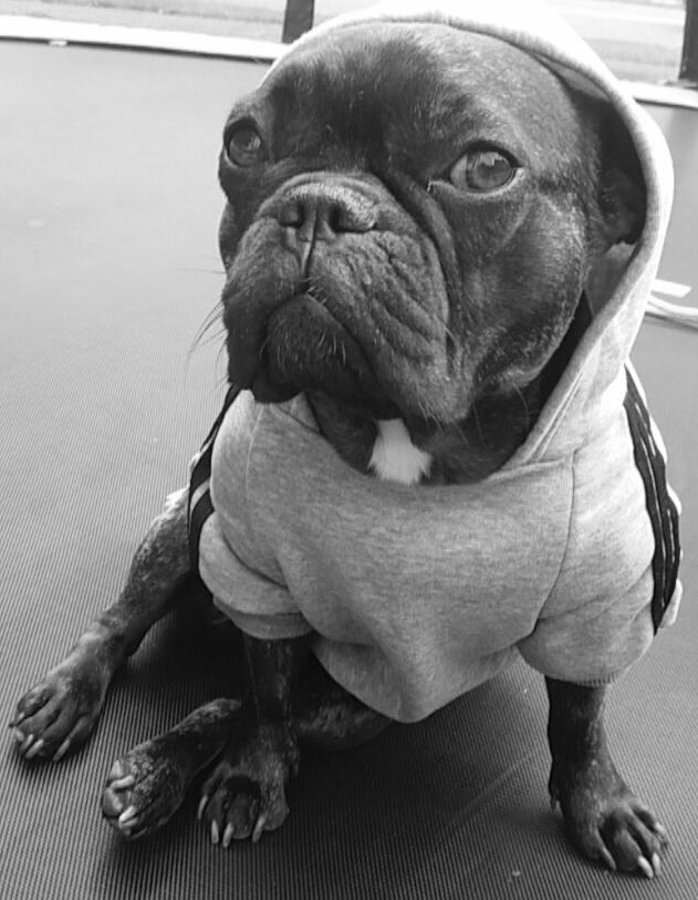 Fransk bulldog Kenzi billede 16