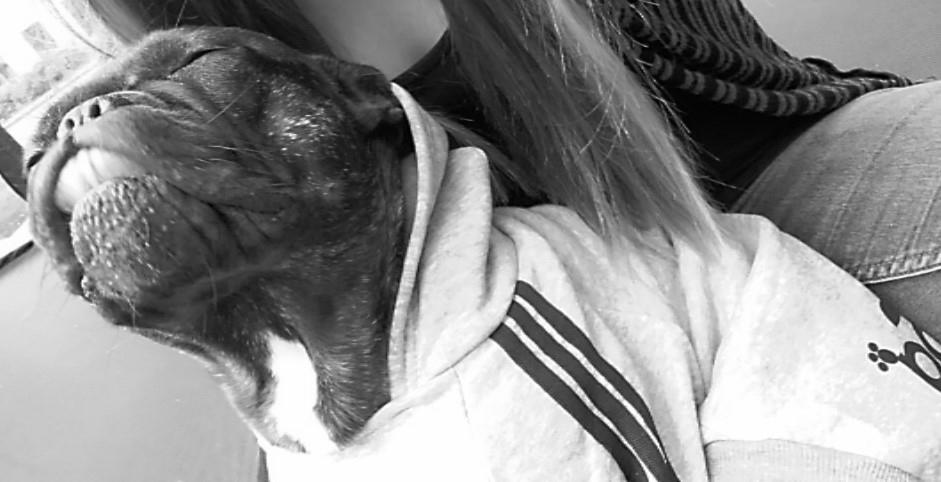 Fransk bulldog Kenzi billede 17