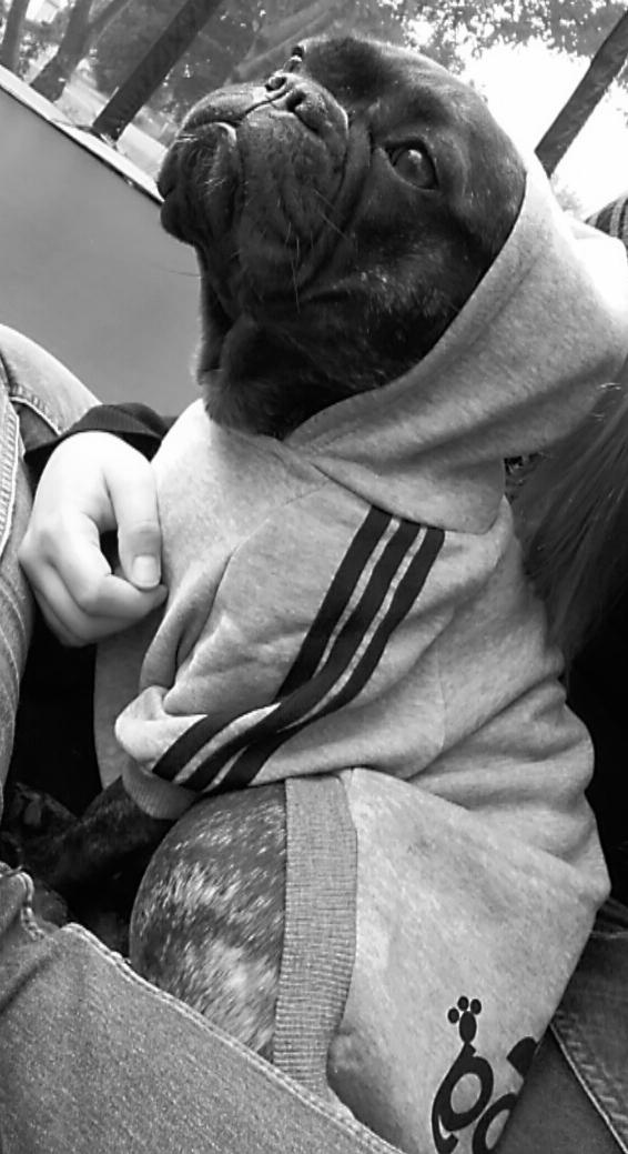 Fransk bulldog Kenzi billede 18