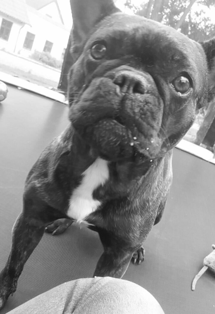 Fransk bulldog Kenzi billede 11