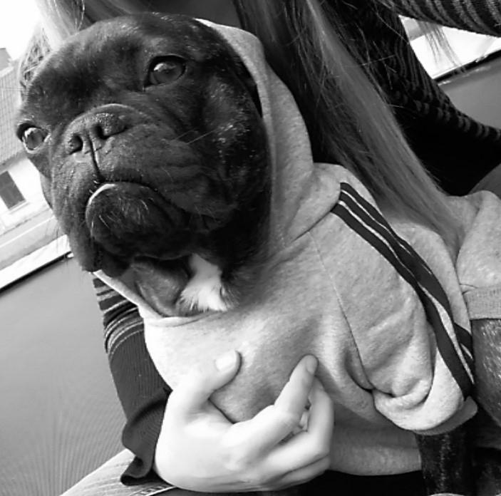 Fransk bulldog Kenzi billede 19