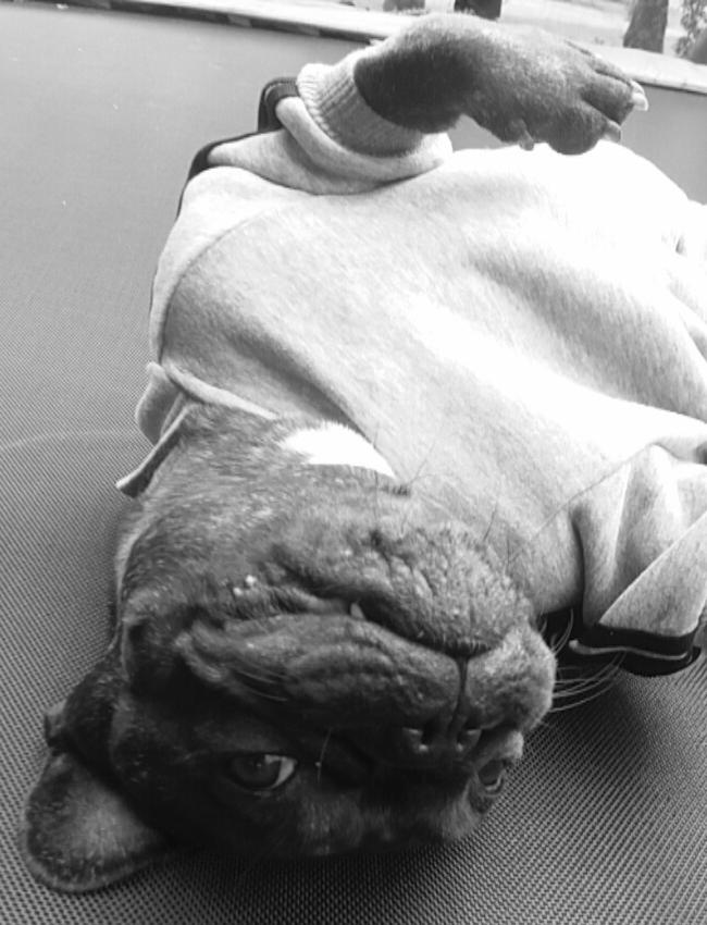 Fransk bulldog Kenzi billede 21