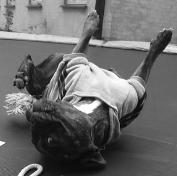 Fransk bulldog Kenzi billede 22