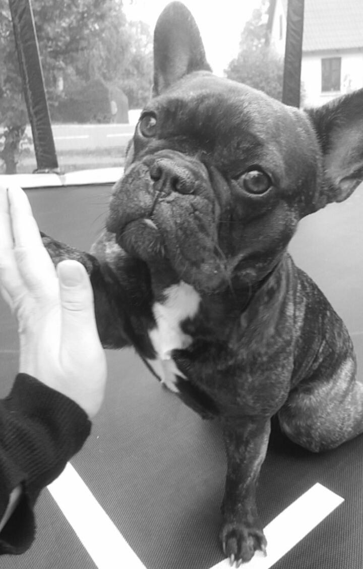 Fransk bulldog Kenzi billede 20