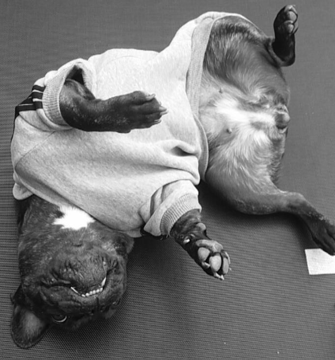 Fransk bulldog Kenzi billede 23