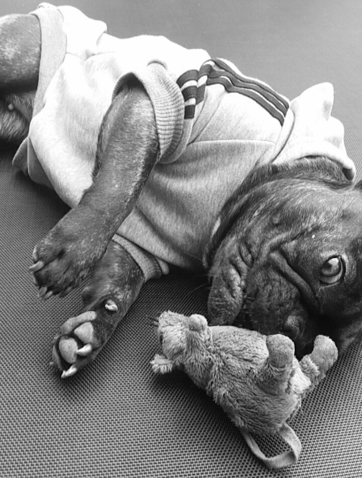 Fransk bulldog Kenzi billede 25