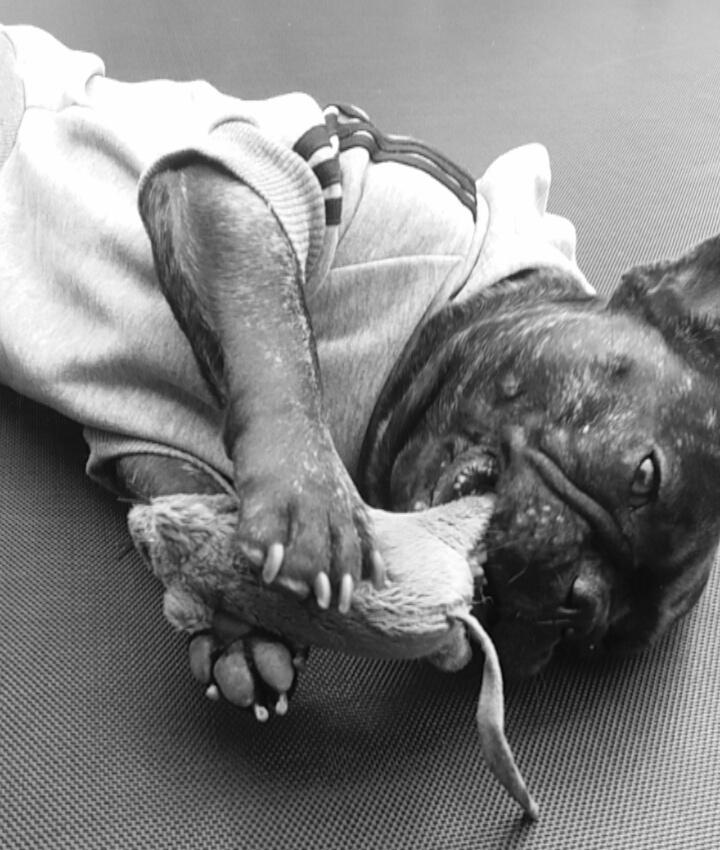 Fransk bulldog Kenzi billede 26