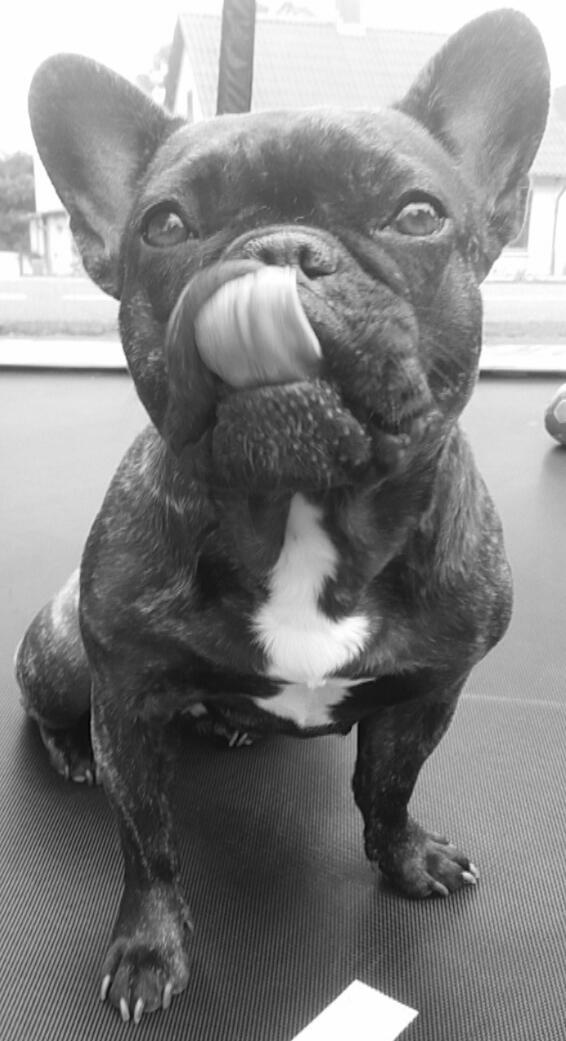 Fransk bulldog Kenzi billede 27