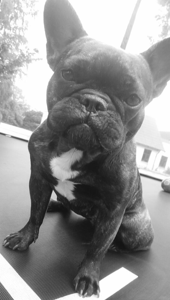 Fransk bulldog Kenzi billede 28
