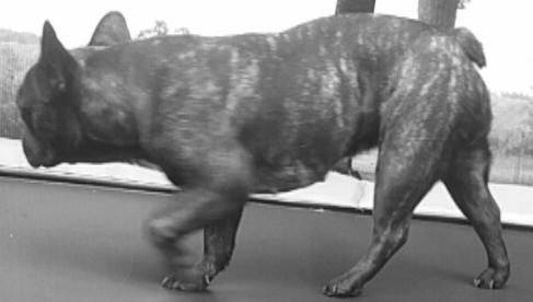 Fransk bulldog Kenzi billede 29