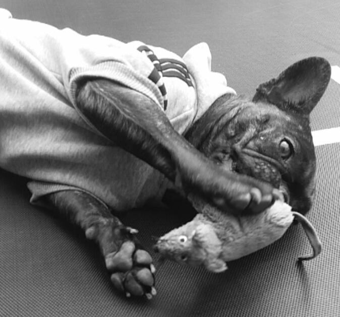 Fransk bulldog Kenzi billede 30