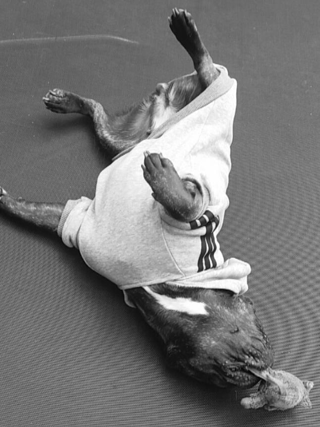 Fransk bulldog Kenzi billede 24