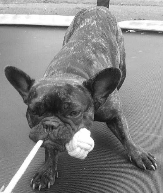 Fransk bulldog Kenzi billede 32