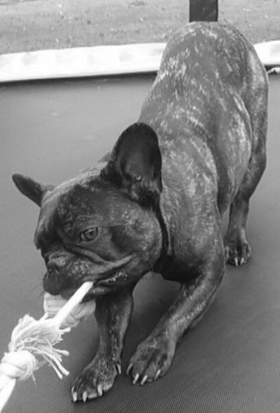 Fransk bulldog Kenzi billede 33