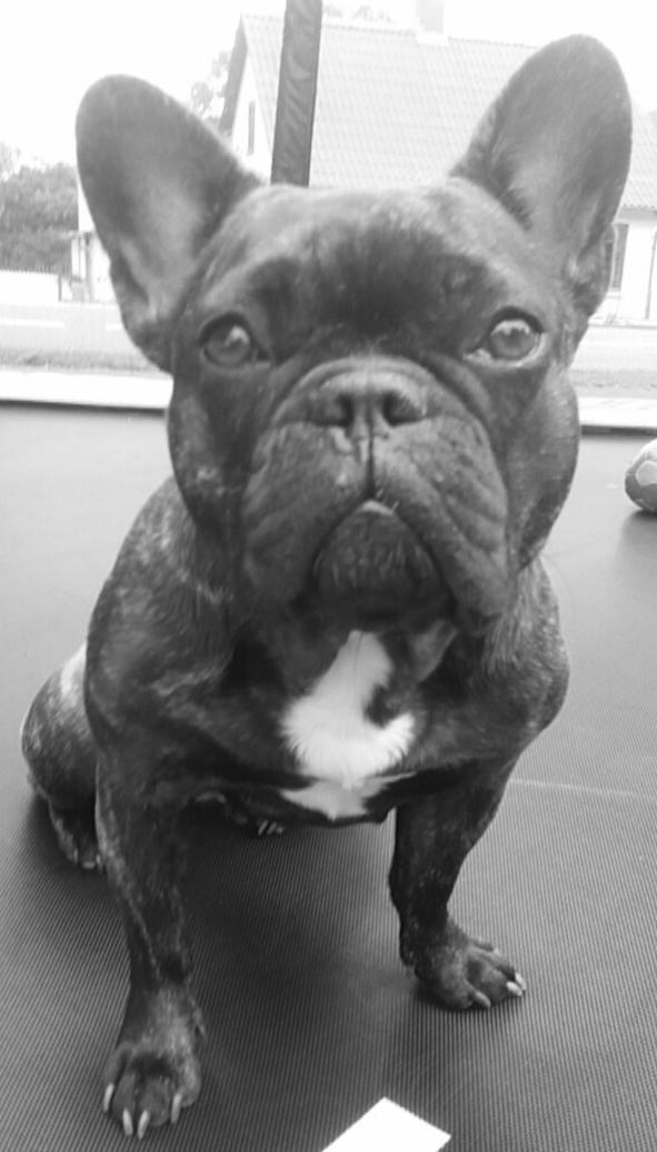 Fransk bulldog Kenzi billede 31