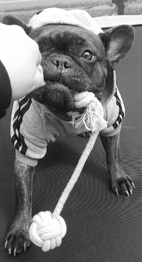 Fransk bulldog Kenzi billede 34