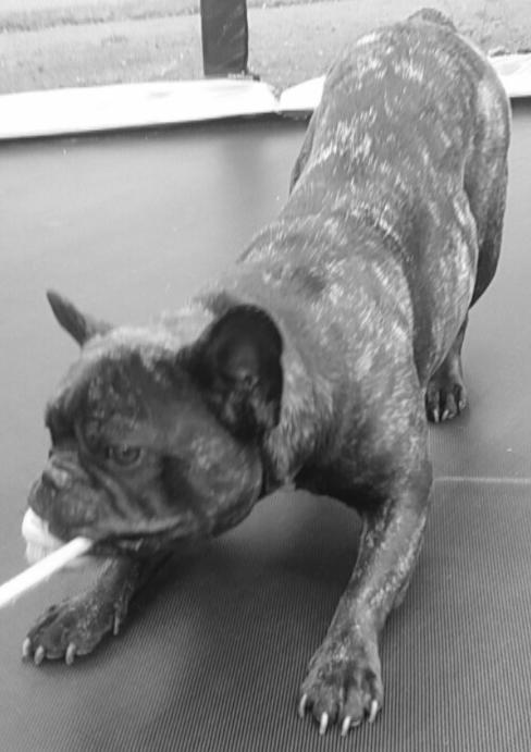 Fransk bulldog Kenzi billede 36