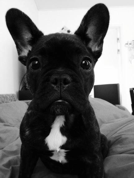 Fransk bulldog Kenzi billede 37