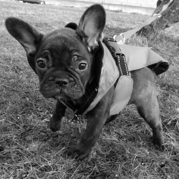 Fransk bulldog Kenzi billede 39