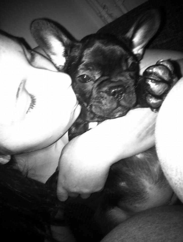 Fransk bulldog Kenzi billede 41