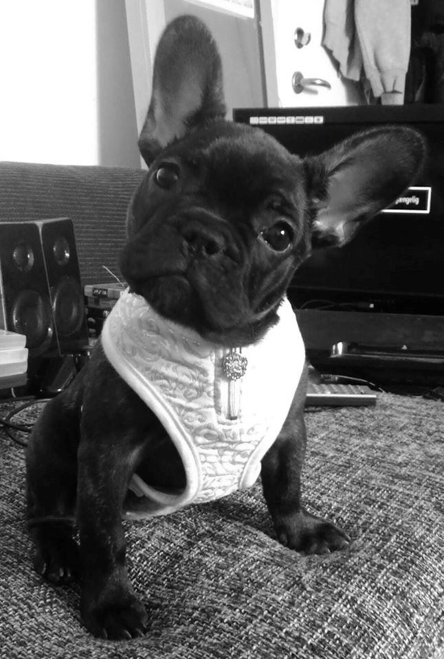 Fransk bulldog Kenzi billede 42