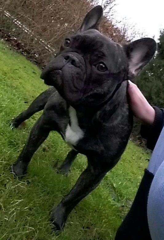 Fransk bulldog Kenzi billede 2