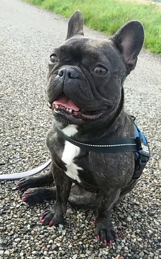 Fransk bulldog Kenzi billede 1