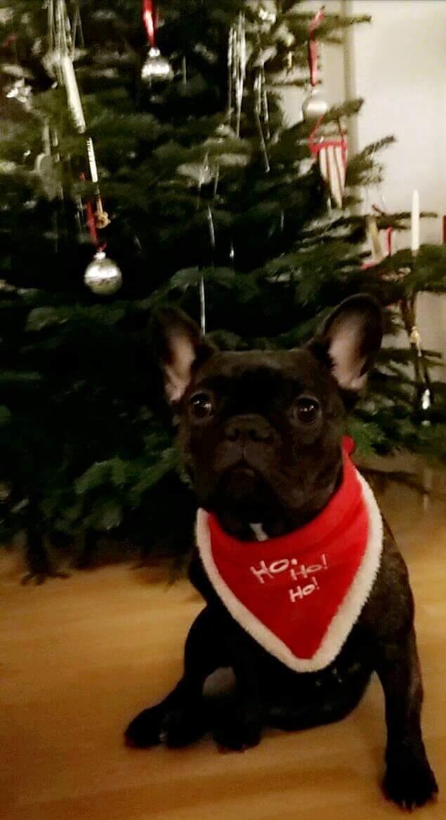 Fransk bulldog Kenzi billede 49