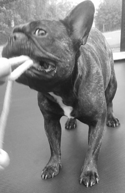 Fransk bulldog Kenzi billede 35