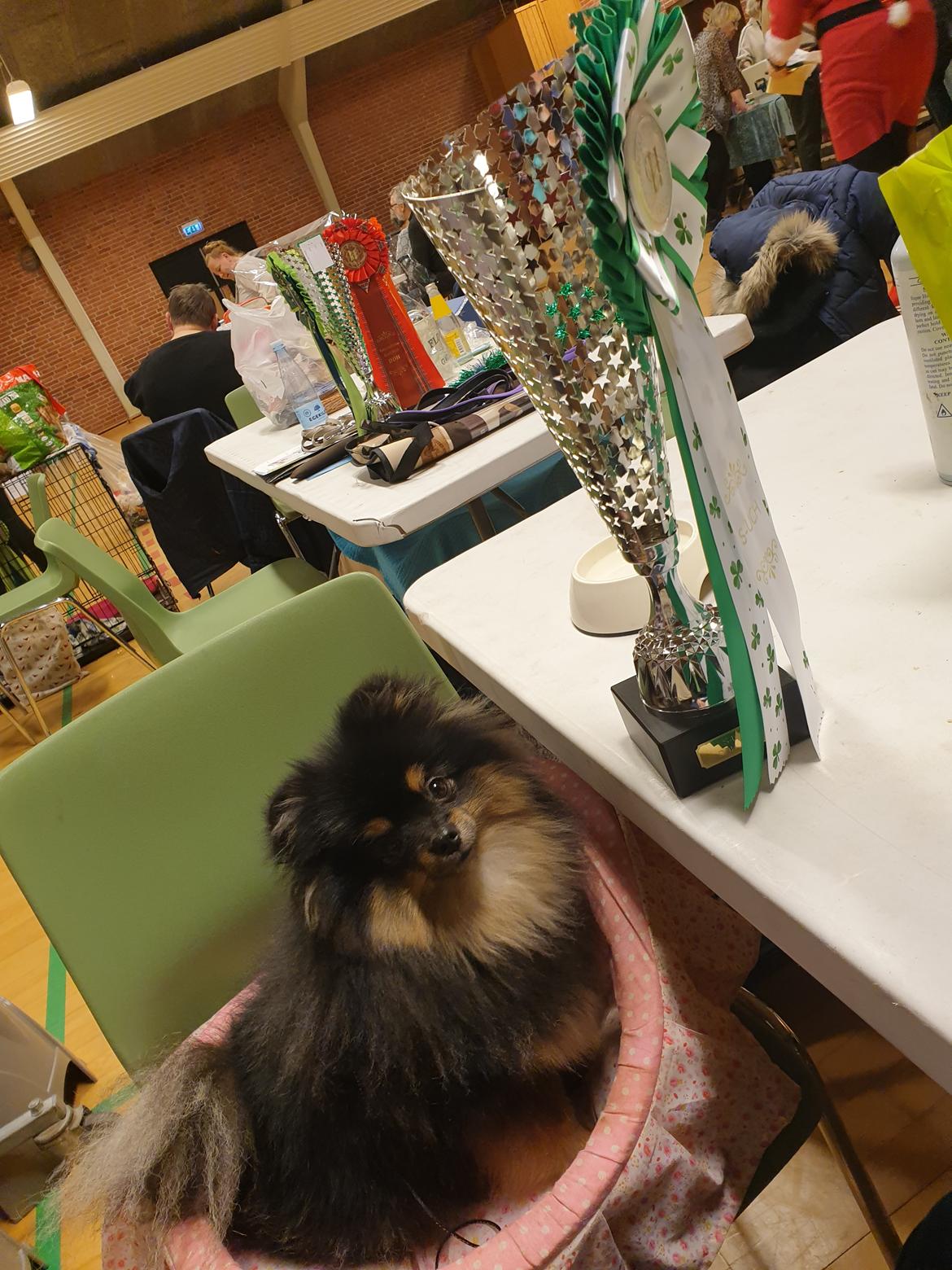 Pomeranian High Fly Chloé  billede 24