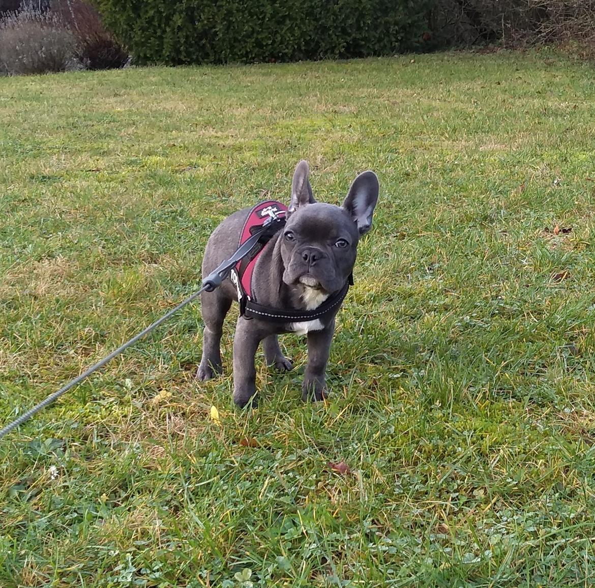 Fransk bulldog Quinn - 19. dec. 2019 (Quinn 4 måneder gammel) billede 2