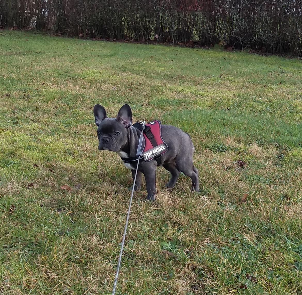 Fransk bulldog Quinn - 19. dec. 2019 (Quinn 4 måneder gammel) billede 35