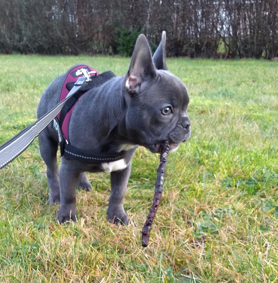 Fransk bulldog Quinn - 19. dec. 2019 (Quinn 4 måneder gammel) billede 41