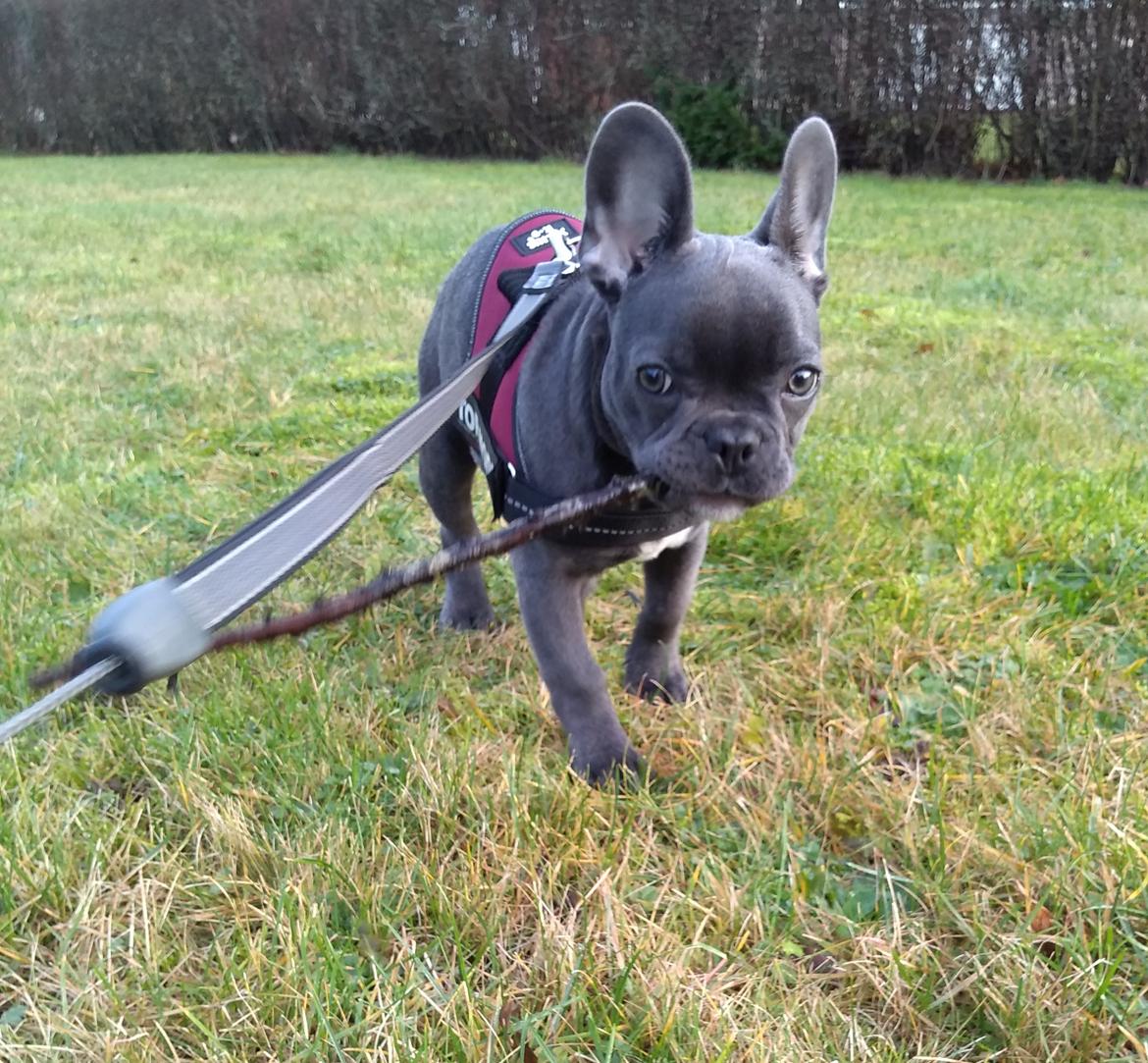 Fransk bulldog Quinn - 19. dec. 2019 (Quinn 4 måneder gammel) billede 42