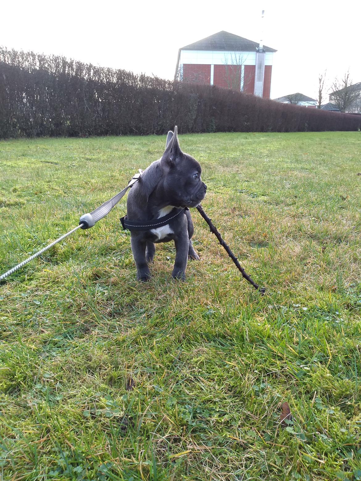 Fransk bulldog Quinn - 19. dec. 2019 (Quinn 4 måneder gammel) billede 40