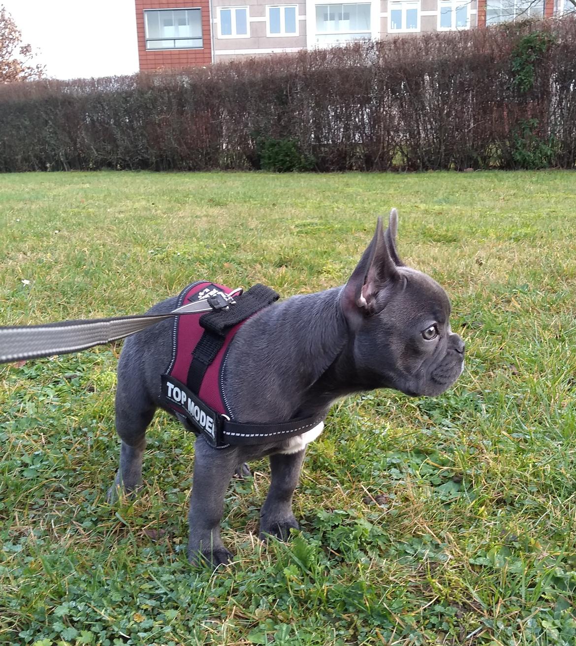 Fransk bulldog Quinn - 19. dec. 2019 (Quinn 4 måneder gammel) billede 47