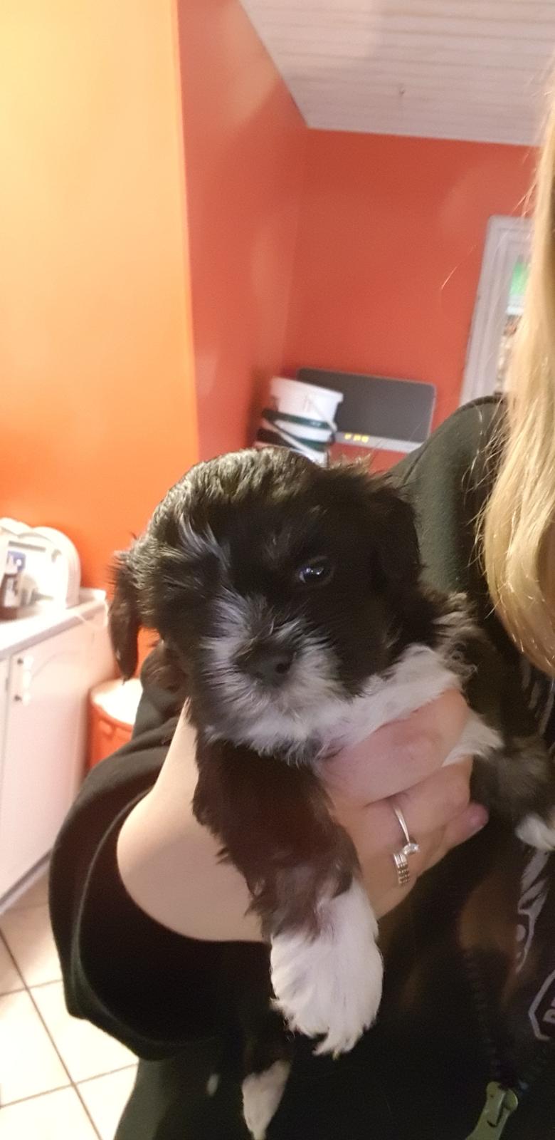 Lhasa apso Koda Von Moisen of HAKUNA MATATA (Aka Paddy) billede 1