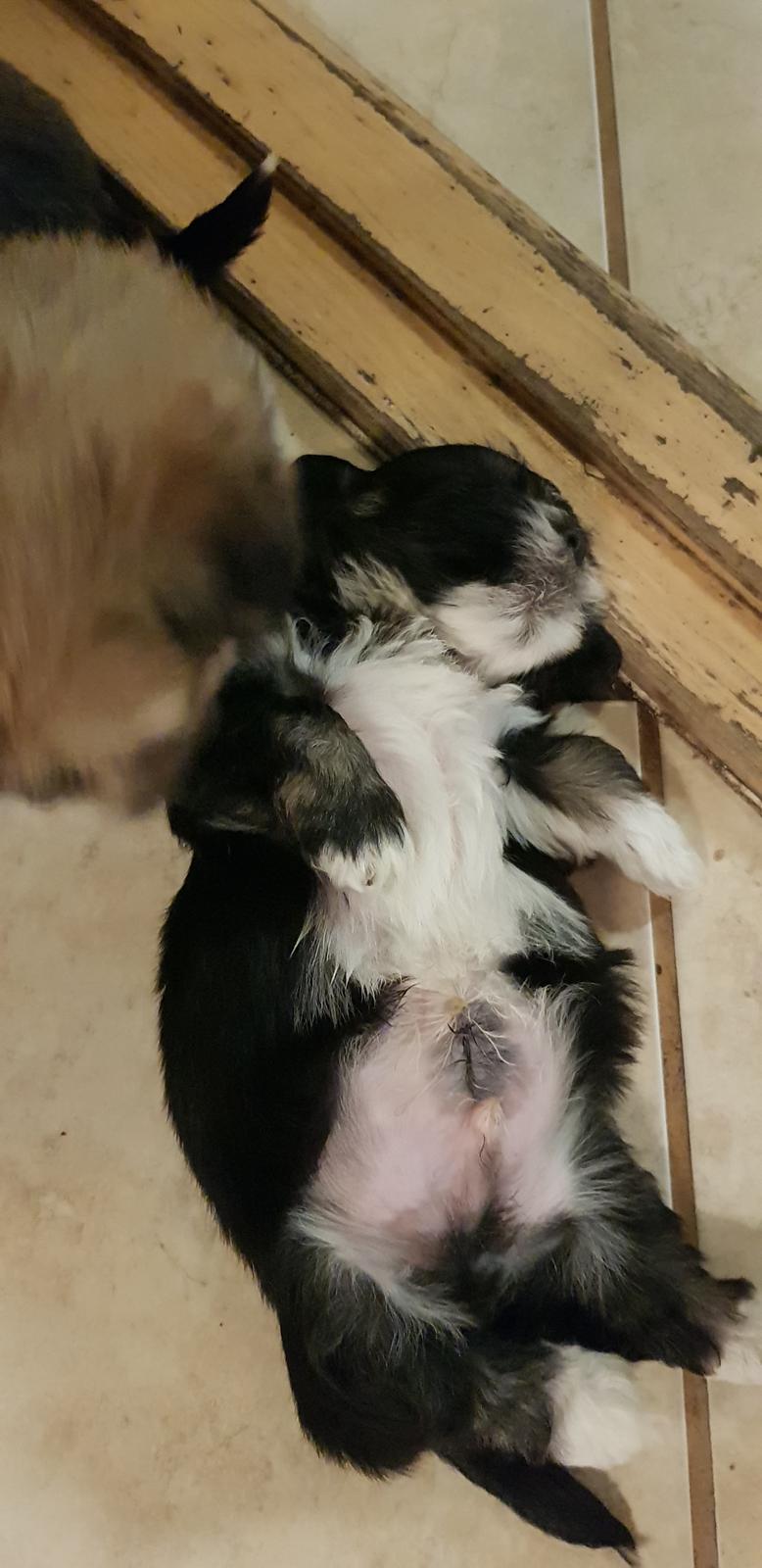 Lhasa apso Koda Von Moisen of HAKUNA MATATA (Aka Paddy) billede 4