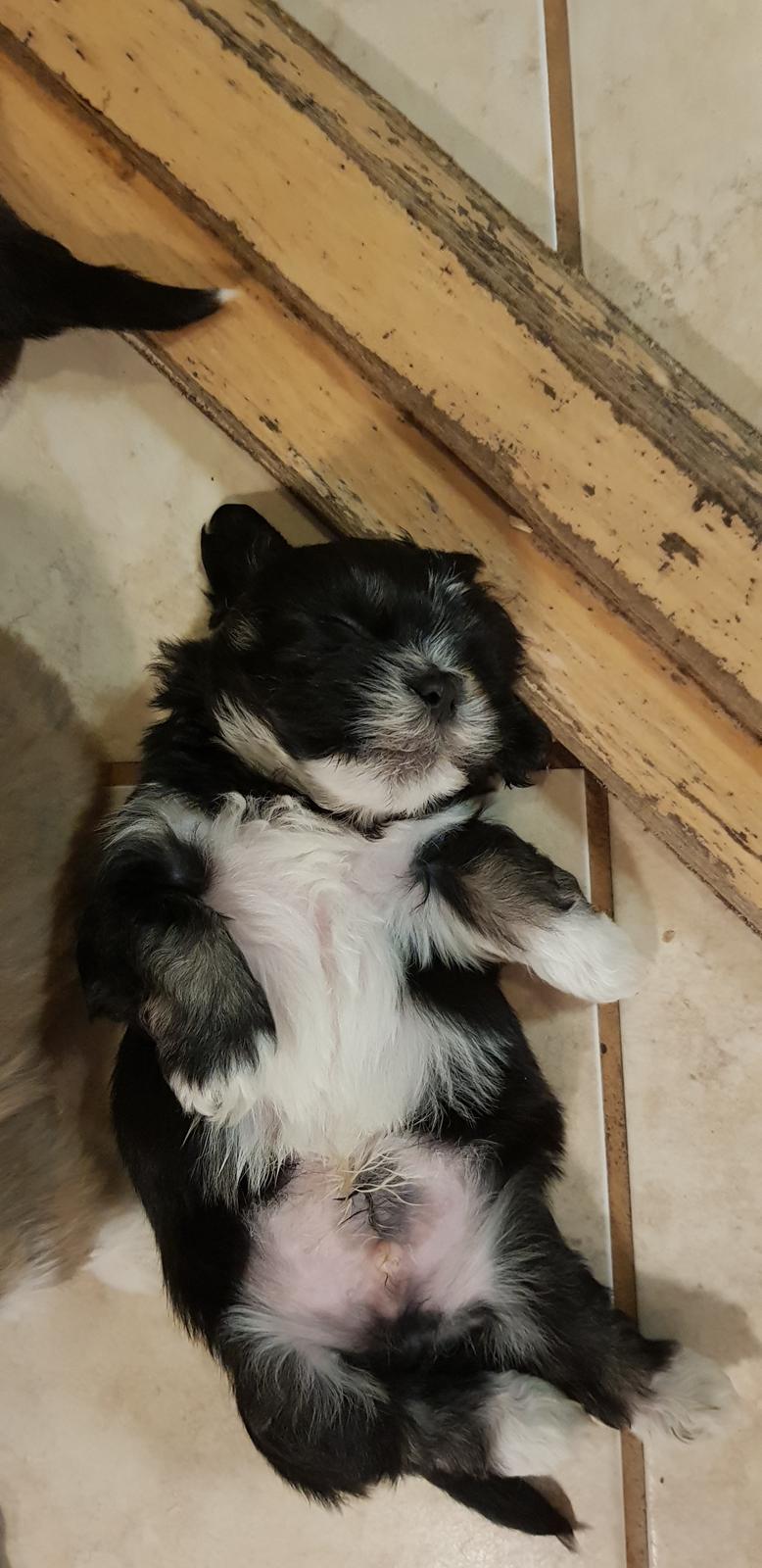 Lhasa apso Koda Von Moisen of HAKUNA MATATA (Aka Paddy) billede 3