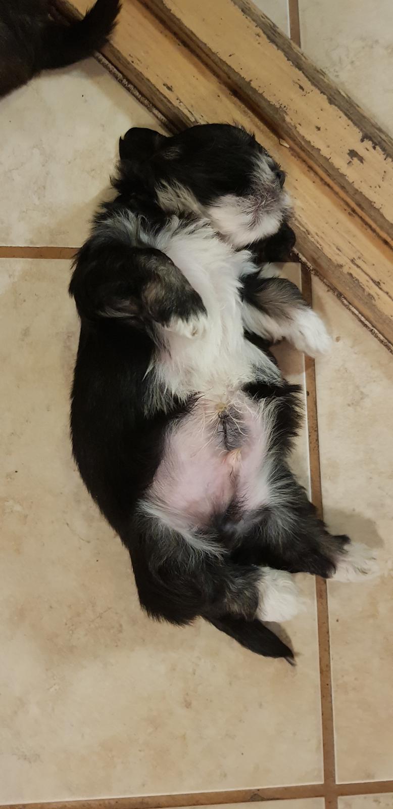 Lhasa apso Koda Von Moisen of HAKUNA MATATA (Aka Paddy) billede 5