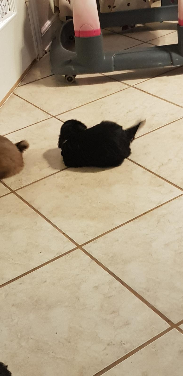 Lhasa apso Koda Von Moisen of HAKUNA MATATA (Aka Paddy) billede 6