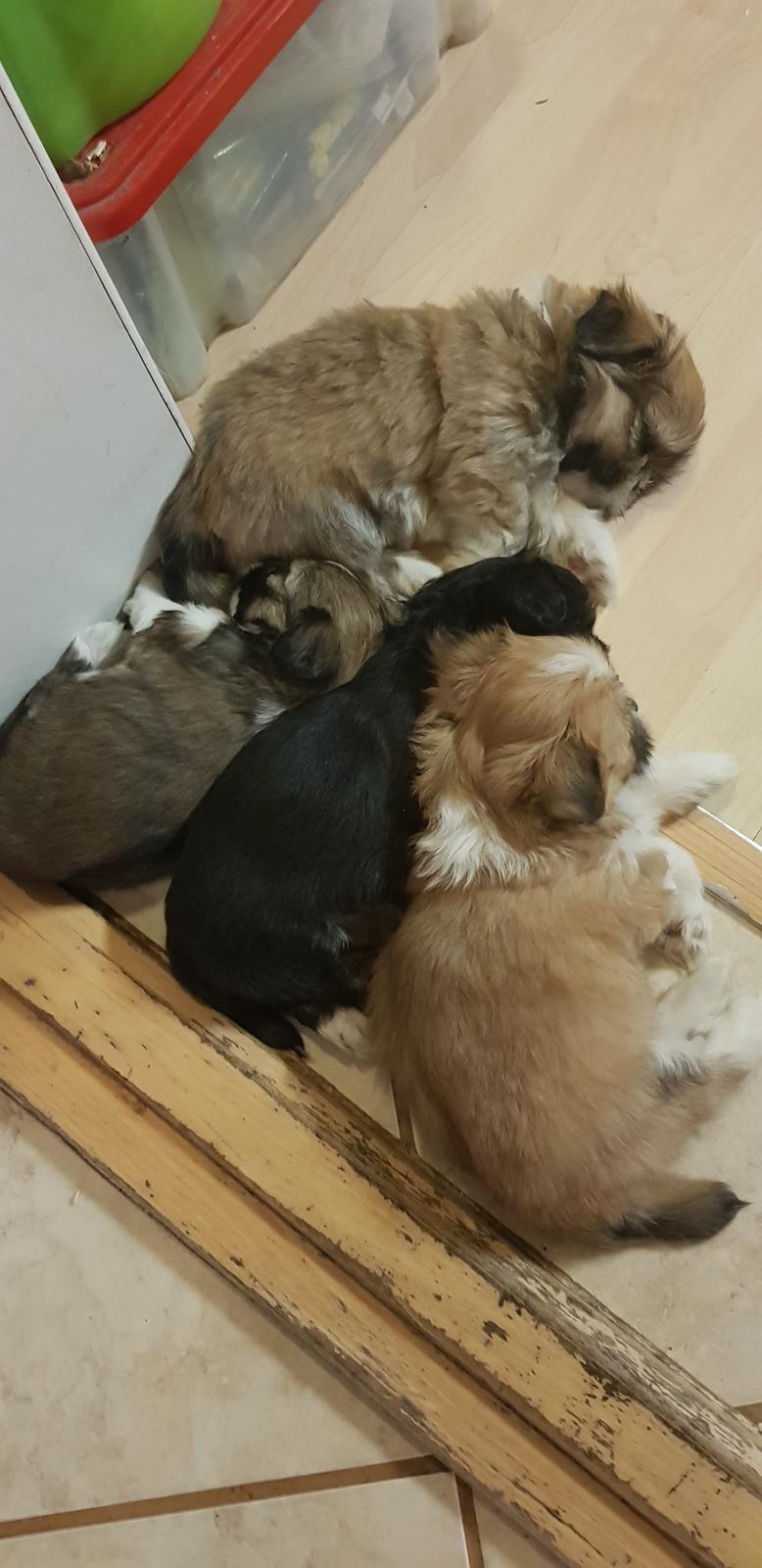 Lhasa apso Koda Von Moisen of HAKUNA MATATA (Aka Paddy) billede 8